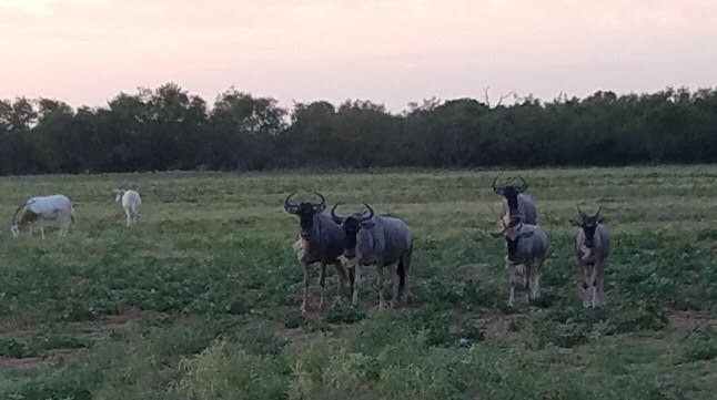 Wildebeest in exotic game pasture — West Texas high-fence ranch
